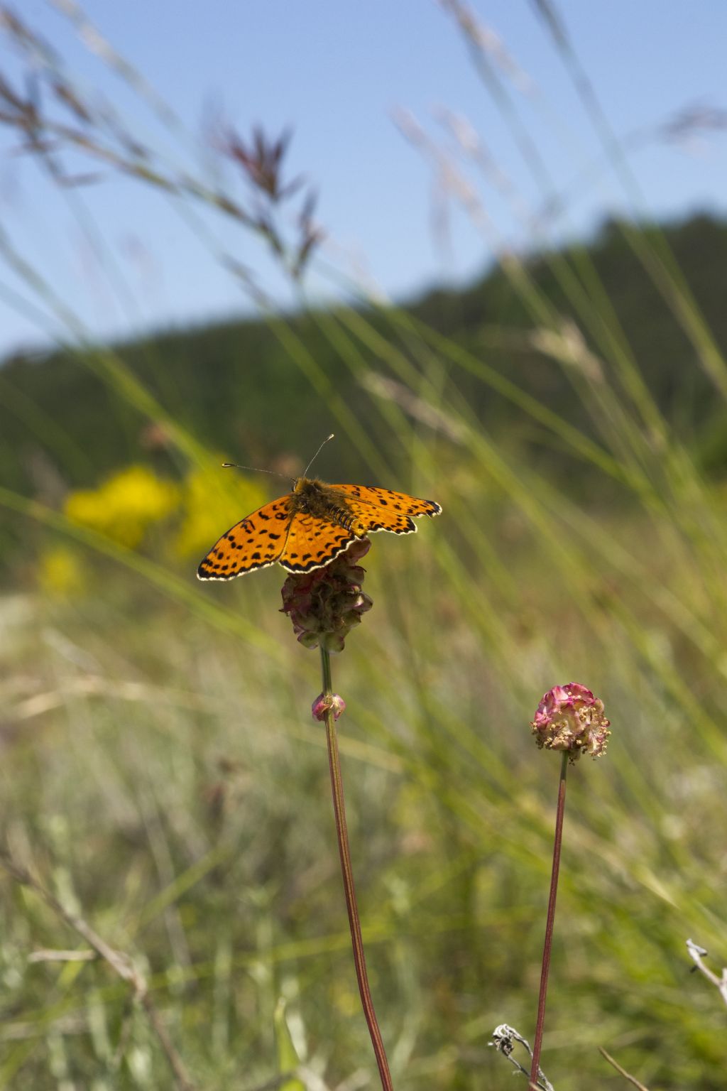 Conferma ID Melitaea didyma